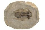 Rare, Spiny Kolihapeltis Trilobite - Atchana, Morocco #193681-1
